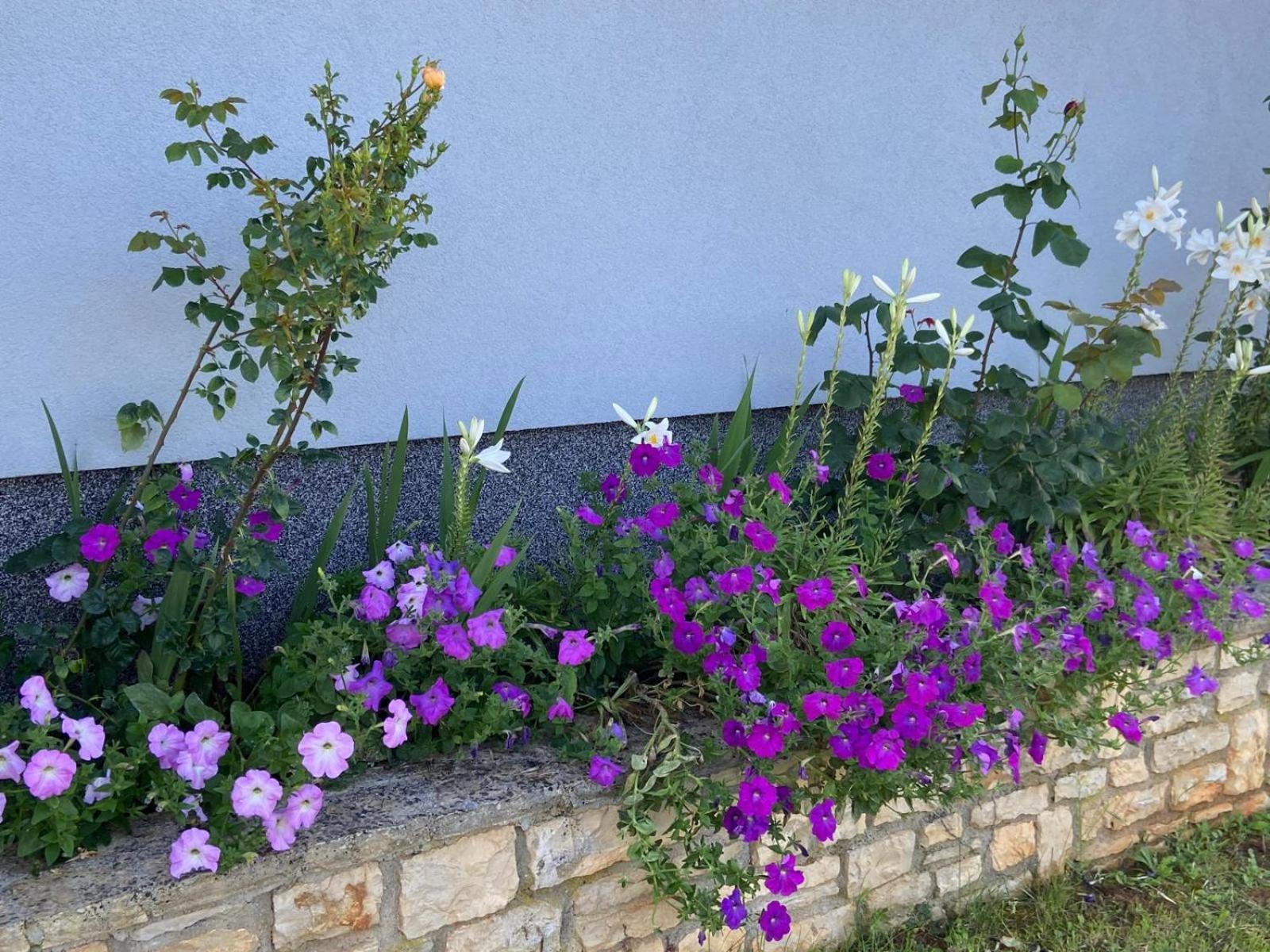 Holiday Home Mihaela Višnjan Εξωτερικό φωτογραφία